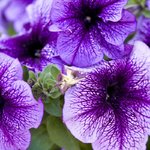 flora_lion flora_lion