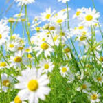 dancingdaisies dancingdaisies