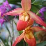 SeaMonquie SeaMonquie