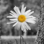 TLCDaisy TLCDaisy
