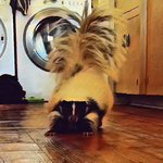 littleguyfoff