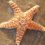 Starfishin_and_dancin