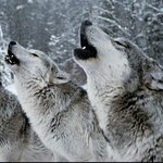 wolvessonata wolvessonata