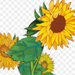 Sunflowerz Sunflowerz