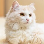 rosykitten
