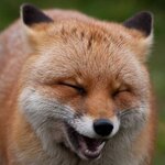 CrazyLikeAFox
