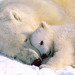PapaPolarBear PapaPolarBear
