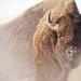 WalkinBuffaloMan WalkinBuffaloMan