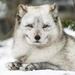 Arcticfox3