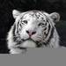 TibetianTiger TibetianTiger