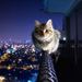 soon2bcatlady
