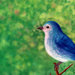 bluebird4