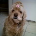 daisysmum