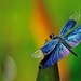 dragonfly123