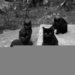 TNCatlover
