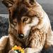 MamaWolf13