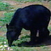 Shadow75