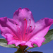 Azalea35