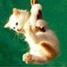 NJCAT13 NJCAT13