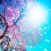 springflower2016