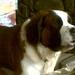 bosley bosley