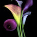 ehope