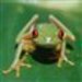redheadfrog redheadfrog