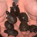 turtled turtled