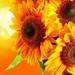 sunny127