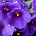 PurpleViolets