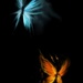 BtrflyEffect BtrflyEffect