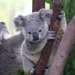 crankykoala