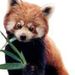 redpanda