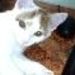 Tinka