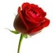 dawnrose0004