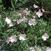 lespreludes lespreludes