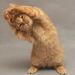 katzenmother