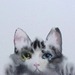 silvershadow silvershadow
