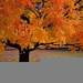 LeafOnTheWind