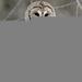 sleepyowl84