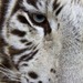 WhiteTigersMeow
