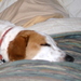 demutt
