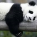 pandabears08