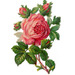 Hope4Roses Hope4Roses