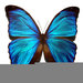 angelcarter