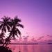 shadeofpurple