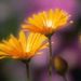 thegardener thegardener