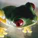 MutantFrog