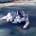 ILoveHuskies ILoveHuskies