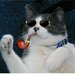 Testycatlady Testycatlady